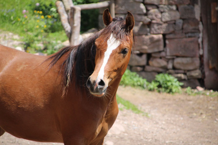 *Layan Al Dabaran (Poseidon OS x Chellah) at Anthara Arabians, Aril 2018