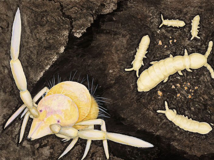 Von den Springschwänzen gibt es auf kleinstem Raum viele verschiedene Arten. Manche von ihnen besitzen ein Parfüm, mit dem sich wilde Bestien abwehren lassen.