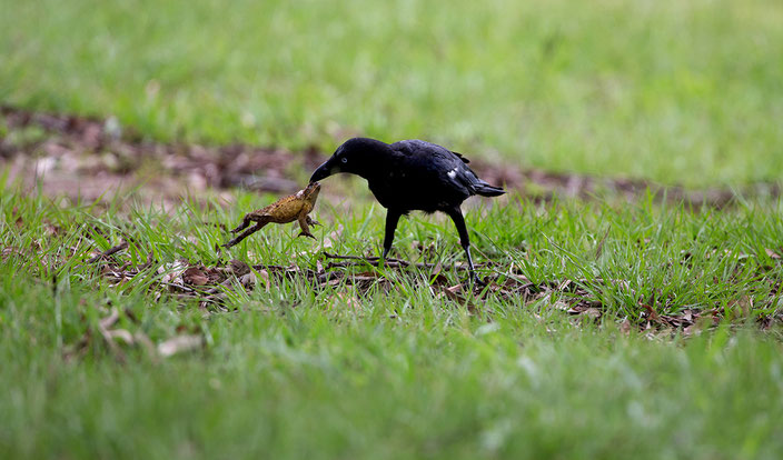 Australische Krähen haben herausgefunden, wie sie die giftigen Aga-Kröten fressen können. 