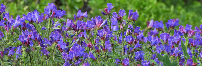 Natternkopf Lanzarote, Blume blau