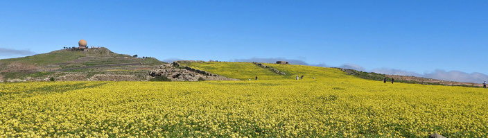 gelbe Blumenwiese, Lanzarote, Frühling, Risco de Famara
