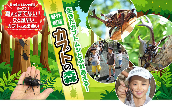 野外網室「カブトの森」オープン！