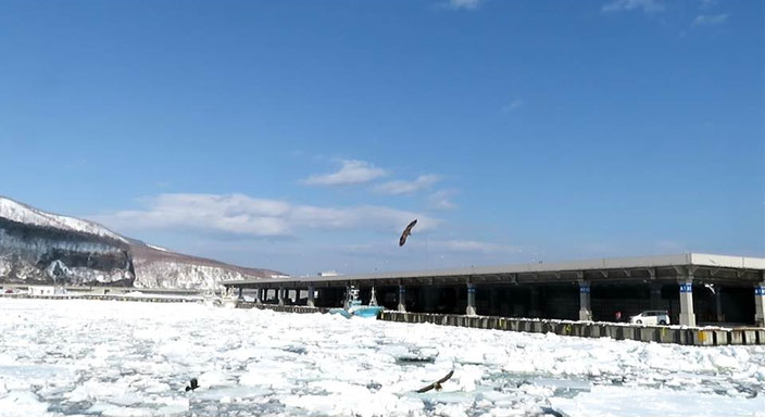 羅臼漁港に閉じ込められた流氷。ここでワシたちが餌付けされている。