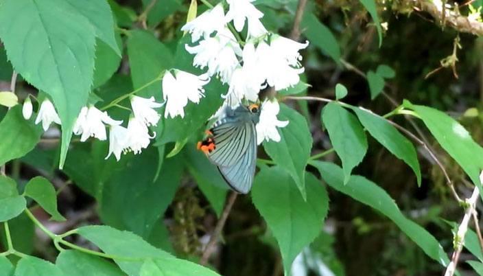 ウツギで吸蜜中のアオバセセリ。