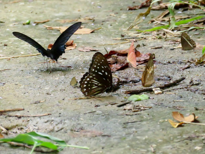 地面で吸水中のダルリサマダラジャノメ。