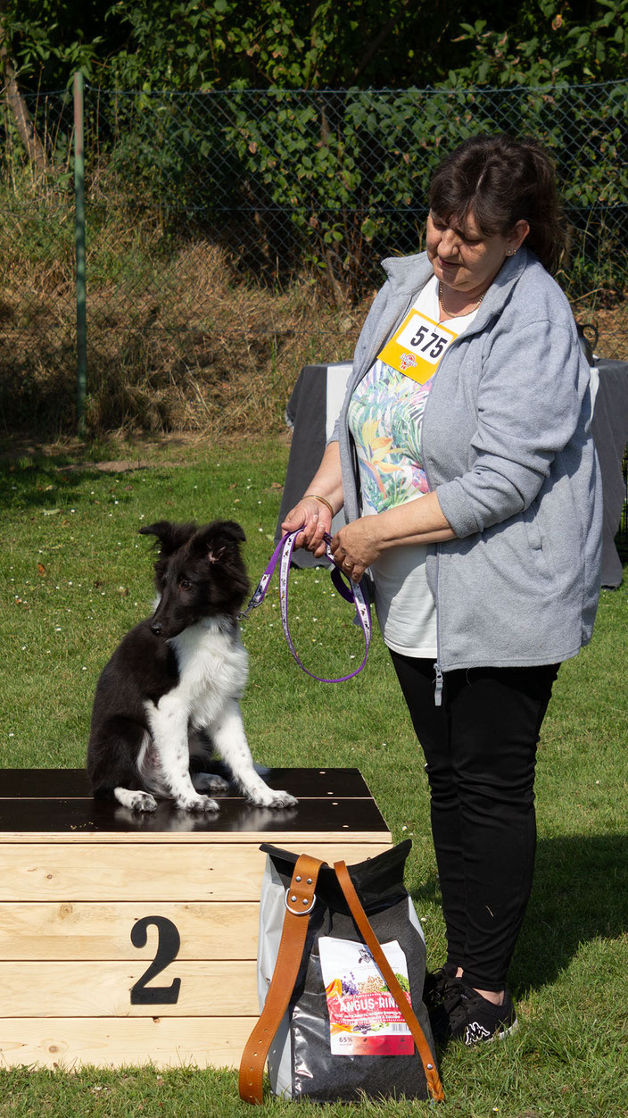 Zian-Leto of Melena`s Dream   Rasse: Sheltie   Besitzer: Andrea Lübbing, Hamm