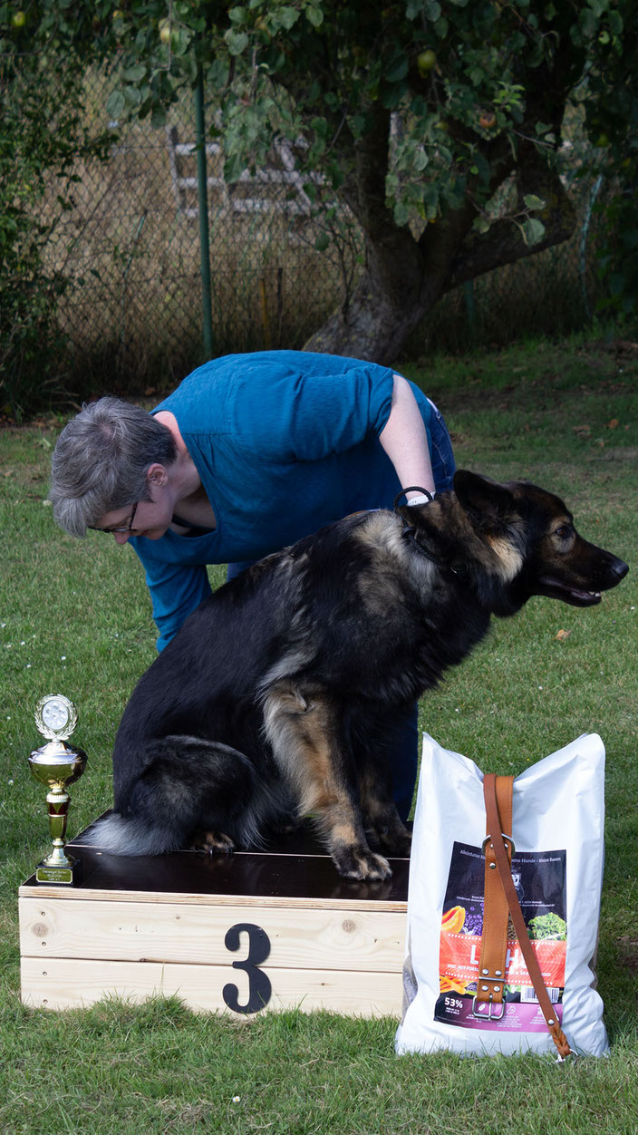 My Best Friend Buddy   Rasse: Altdeutscher Schäferhund   Besitzer: Emmy Vantieghem, Ichtegem