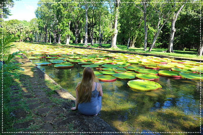 Pamplemousses Garden Mauritius Sehenswürdigkeiten Highlights