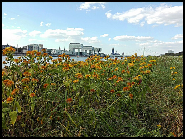 Blumenwiese auf den Poller Wiesen