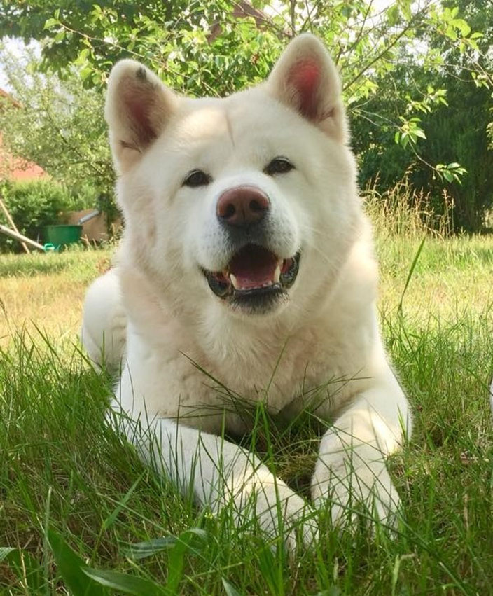 Verpaarung 2015 akashikaikyos Webseite!