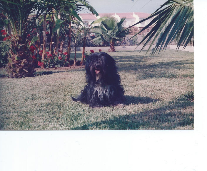Tiebet-Terrier Norbu (Juwel) von Tanglasu