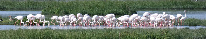 El Rocio - Flamingos in der Lagune