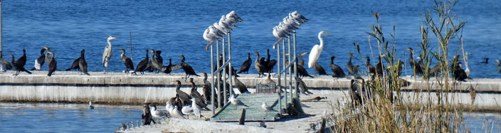 Großer Prespasee in Griechenland - Alle Vögel sind schon da - und wir jetzt auch!