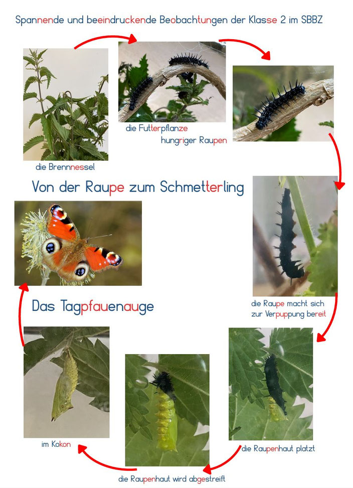 Mehrere Bilder auf denen sich eine Raupe zu einem Schmetterling entwickelt