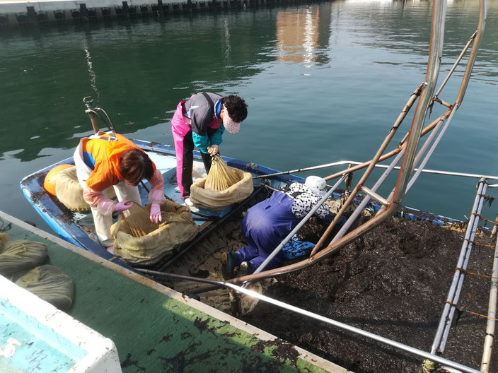 海苔を集めて袋に入れる人たち