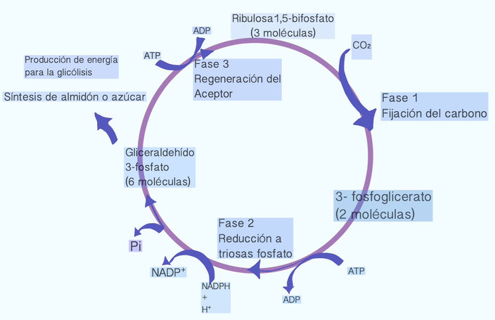 Fuente: wikipedia Autor EstrellaSG