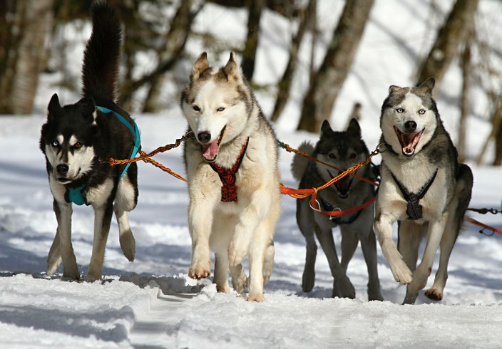 son malamutes dificiles de entrenar