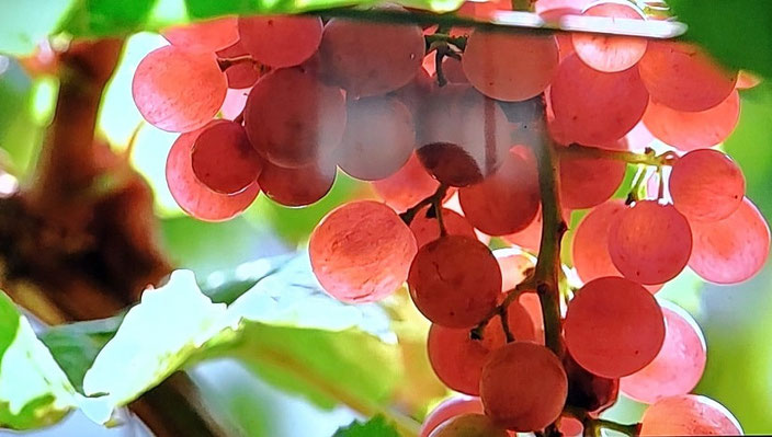 Un maravilloso racimo de uvas de la Comarca Utiel-Requena. Una comarca que se ha hecho un nombre en el mundo de los grandes caldos.