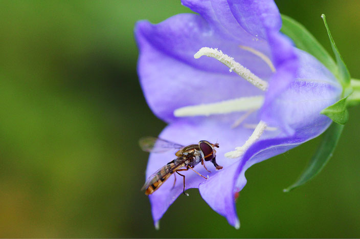 Schwebfliege an Glockenblume. Foto: Sandra Borchers