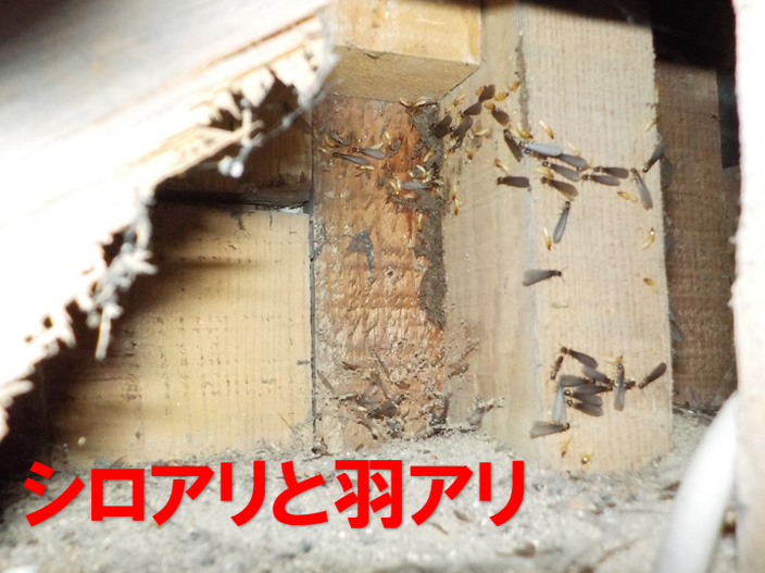 シロアリ駆除　シロアリと羽アリ