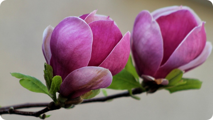 magnolien-öl wird aus den blütenblättern gewonnen