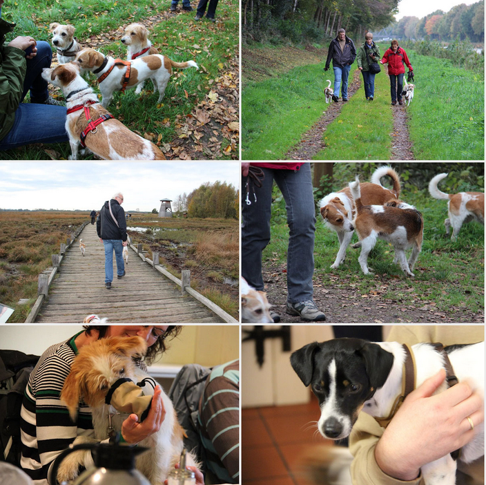 Kromfohrländer Spaziergang