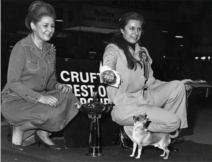 A multiple Best in Show winner and  Reserve Best at Crufts in 1979. He is shown winning the Toy Group under judge Pamela Cross-Stern.  