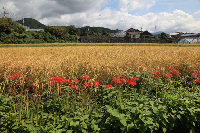 毛穴井用水掛かりの水田と神山