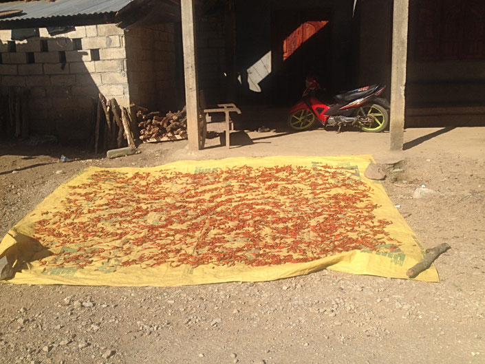 drying chili