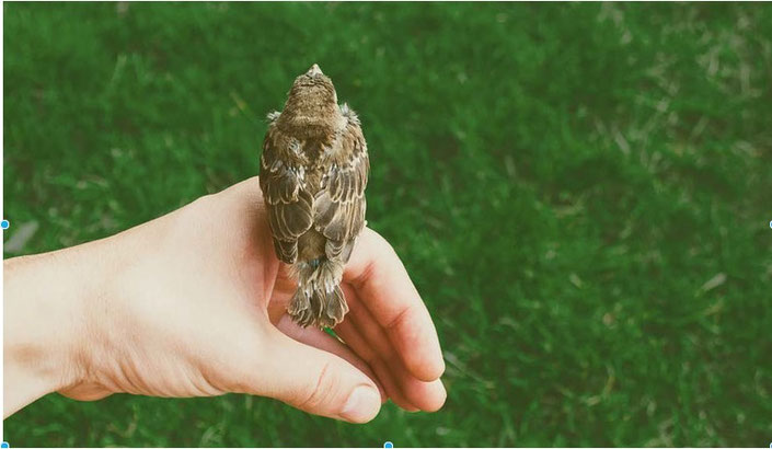                                        Little by little, the bird builds its nest. And our company also 