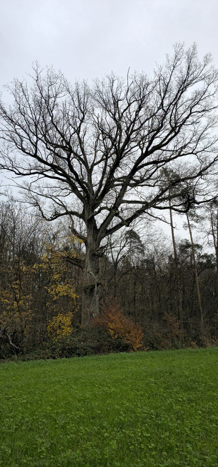 Eiche bei Bösenbechhofen