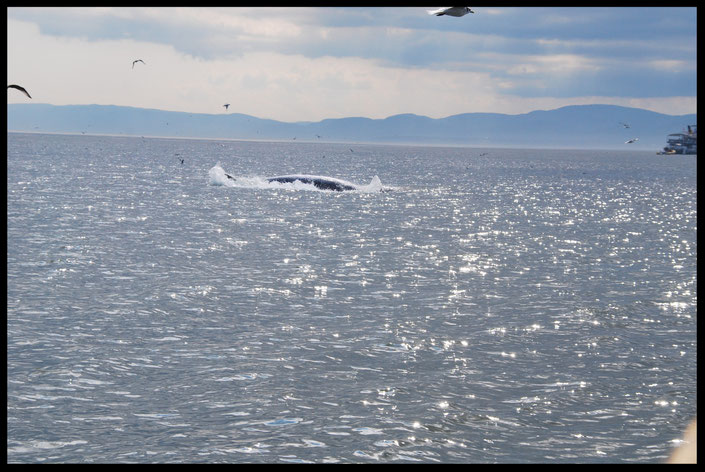 Whale Watching Quebec Kanada Ste Katherine
