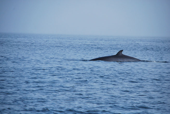 Whale Watching Quebec Kanada Ste Katherine
