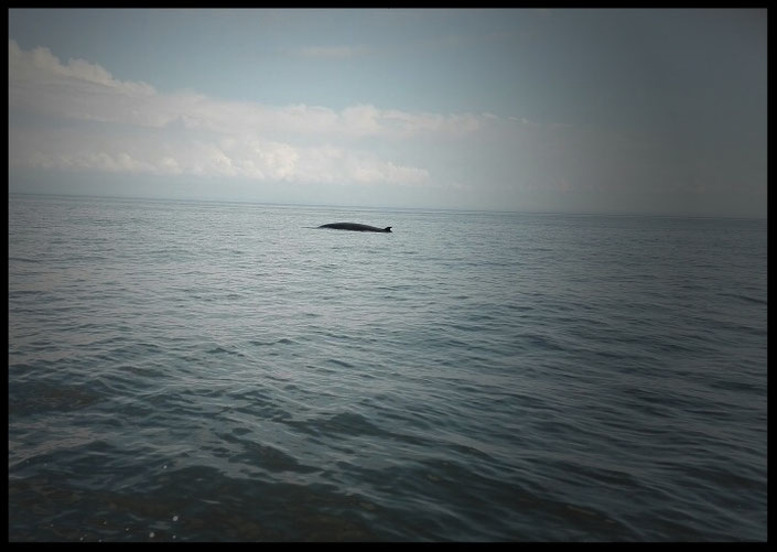 Whale Watching Quebec Kanada Ste Katherine