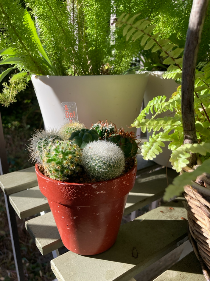 誕生日にいただいた「サボテン」。我が家のベランダに新しく仲間入り。気持ちよさそうに日光浴をしています。