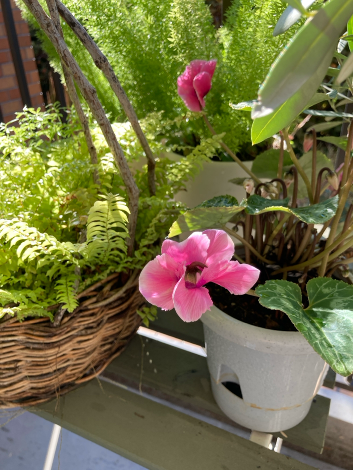 今朝のベランダ。シダ、アスパラガス、シクラメン。11月のベランダも光が満ちています。