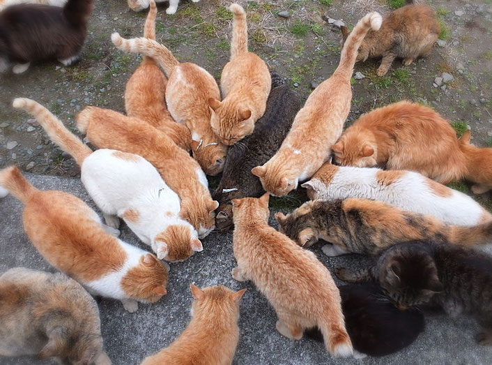 Aoshima, the Japanese island taken over by cats - Headlines, features,  photo and videos from , china, news, chinanews, ecns