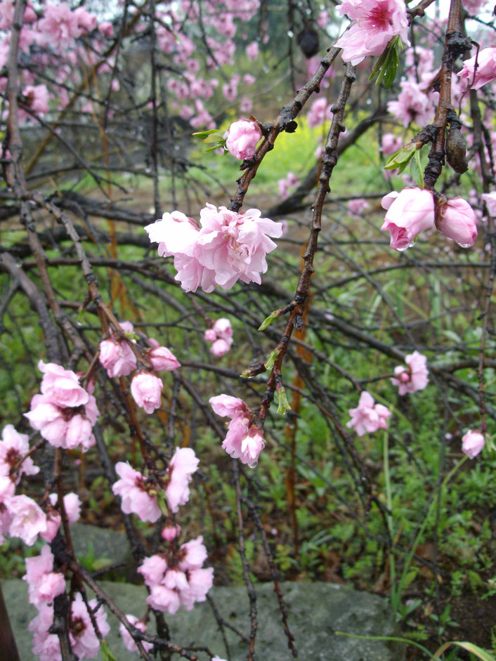 Spring around the corner in Japan  Source: onegai kaeru