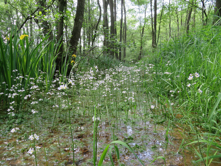 De Zompesloot in mei 2016, uitbundig begroeid met Waterviolier (Hottonia palustris).