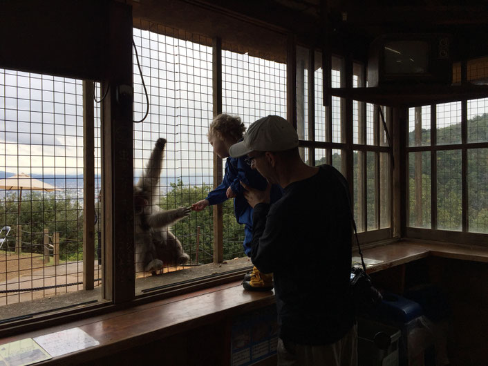 Kyoto - 7 Day Itinerary For Active Families with Small Kids - Hike up to Monkey Park Iwatayama
