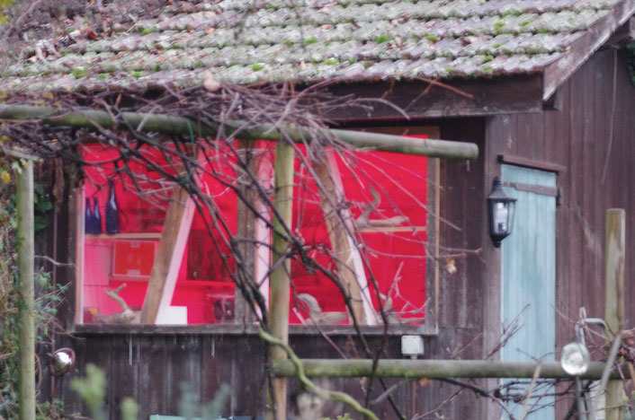 Schuppen steht im Garten, dient mit Hilfe einer Wärmelampe der Aufzucht eines Kükens