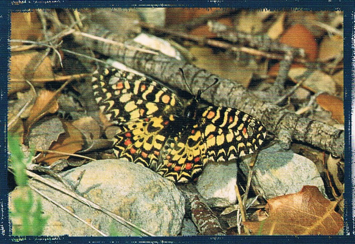 La Mariposa Zeryntbia rumina se encuentra en el río Bergantes en Castellón, Comunidad Valenciana. España.