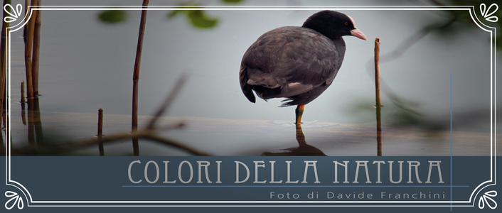 Benvenuti su Colori della Natura!