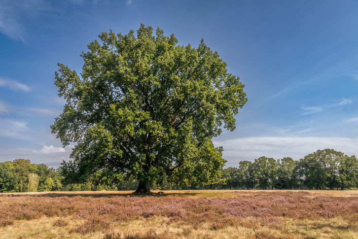 Solist in der Lüneburger Heide