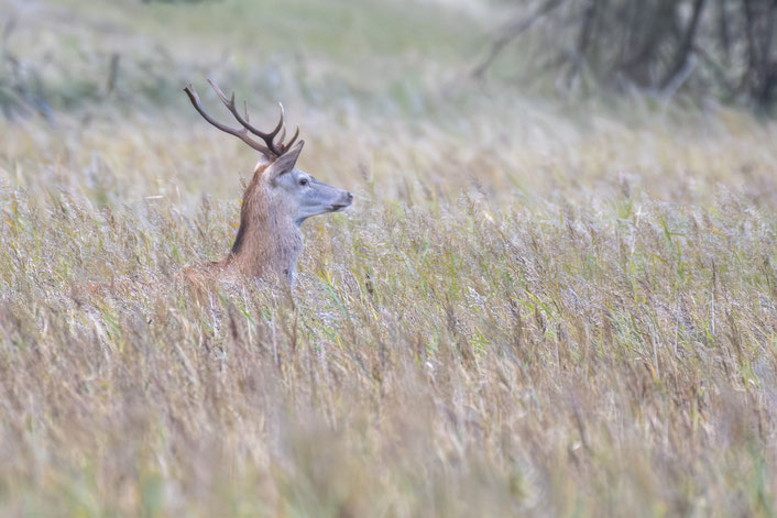 Hirsch am Darß