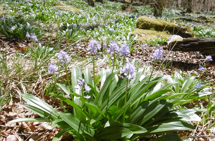 Jacinthe des Pyrénées