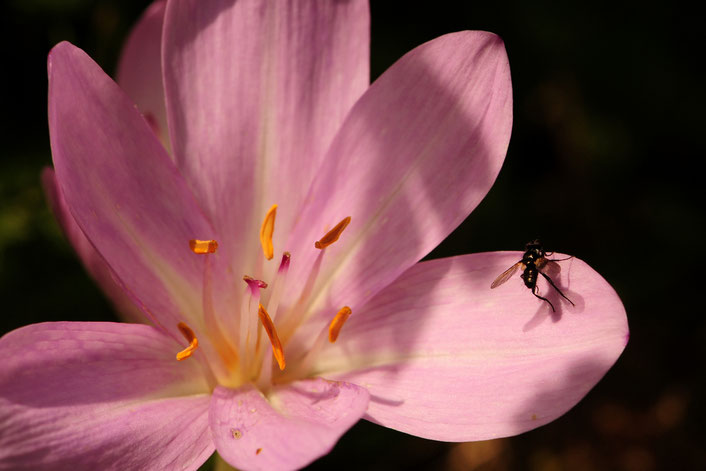 Auf feuchten Wiesen im Herbst ein Hingucker: Die blaßvioletten Blüten der Herbstzeitlose. 