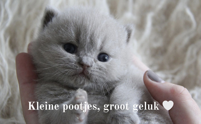 Lilac Brits Korthaar kitten – Cattery My‑O‑My Apeldoorn