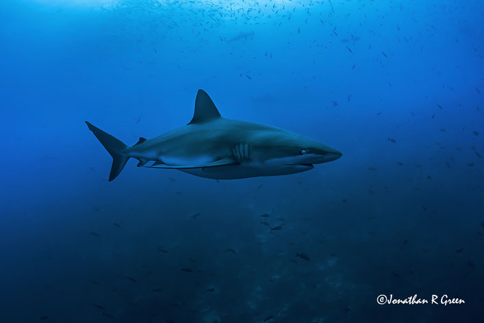 A Galapagos Shark glides past the camera while a shoal of small fish can be observed swimming in the background, in the diverse and thriving marine environment of the Galapagos Islands