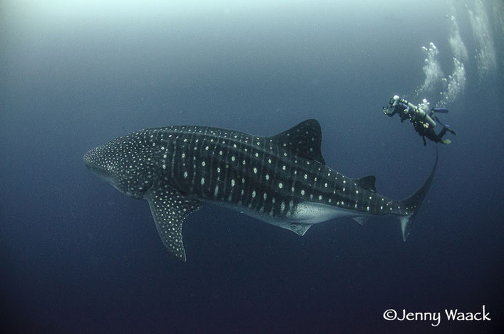 A breathtaking scene of a colossal Whale Shark majestically swimming in the ocean as two scuba divers, appearing tiny in comparison, follow closely behind and snap a photo in awe, in the Galapagos Islands